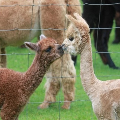 A Guide On How To Raise Healthy, Happy Alpacas - Azure Farm