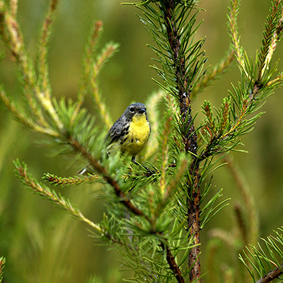 The Right Stuff? - Inside The Birds